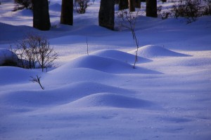 IMG_7534