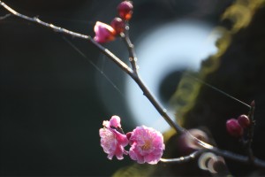 IMG_7685