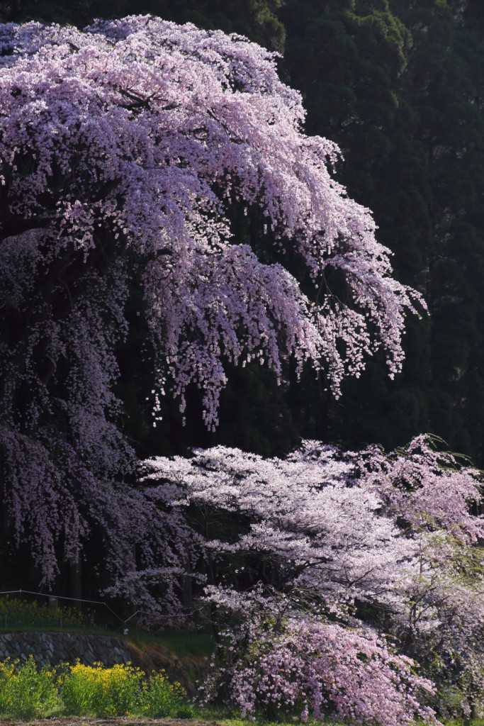 大日方観音堂のシダレ桜