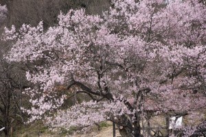 IMG_0500
